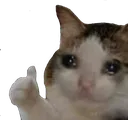 sadcat3