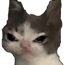 cat_angery