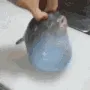 pfish