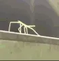 StickDance StickDance