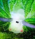 seasnail