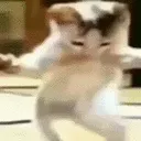 catboogie