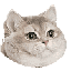 catHeavyBreathing Discord emoji
