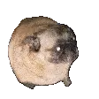 PugPls