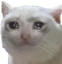 sadkitty