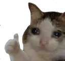cat_thumbup