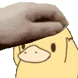 pettheduck pettheduck
