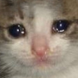 CatSad