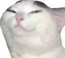 CatSmug
