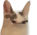CatWhat
