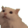 Catcri catcri Discord Emoji