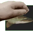 mungle mungle