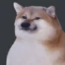 shib