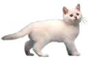 kitten