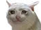 sadcat