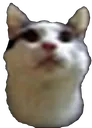 silvercat