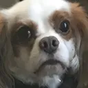 Sad Doggo saddoggo Discord Emoji