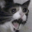 catscream custom emote | Ashad's server
