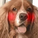 blushingdog blushingdog