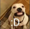 happydog