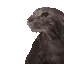 wetcat