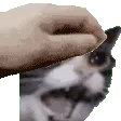 inkyypat
