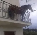 juan