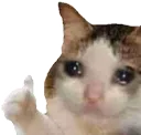 sadcat
