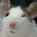 ratwink