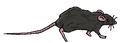 rat
