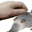 ratPet