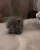 graylittlecat