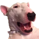 WCpogwalter