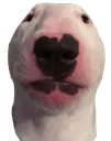 WalterStare