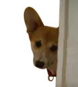 corgilurk