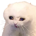 cattowhyyy Discord Emoji