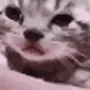 CryingCat