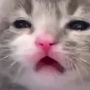 sadcat sadcat