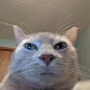 niggashutup