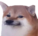 shibahmm