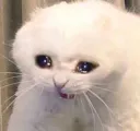 5897_screamingcat