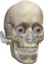 skull