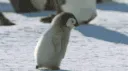 bipengubabyrun