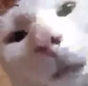 UDUbruhcat UDUbruhcat