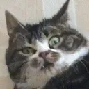 sketchycat sketchycat