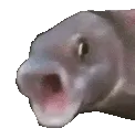 fishpog fishpog