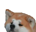 AngryShib