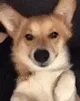 2CorgiWink