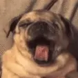 PEWmayayawn