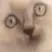 cat cat